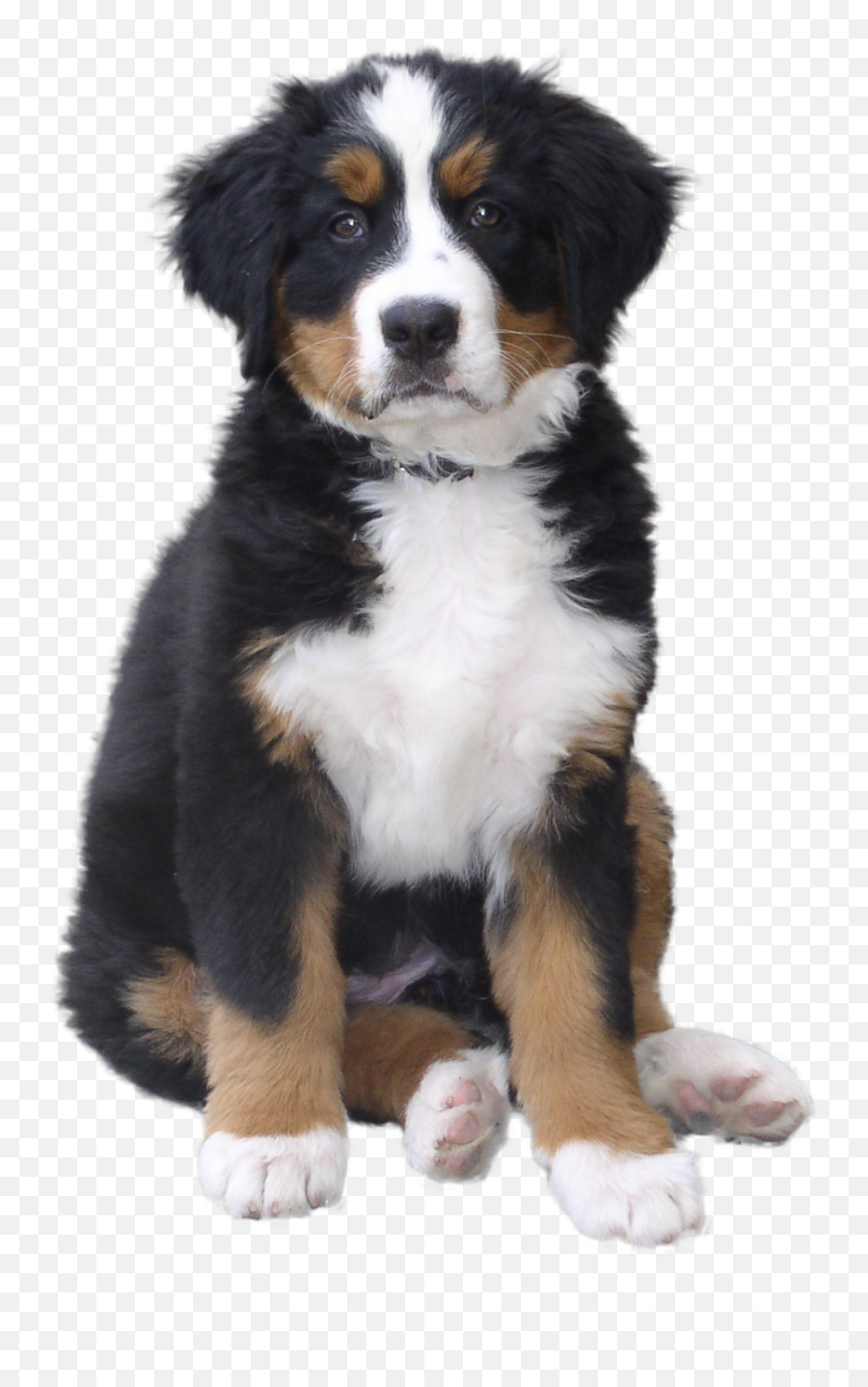 Download Pet Puppy Dog Cat Free Frame - Bernese Mountain Dog Puppy Png Emoji,Puppy Dog Eyes Emoticon
