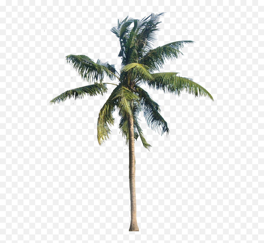Tropical Tree - Transparent Background Palm Tree Png Emoji,Palm Tree Emoji Png