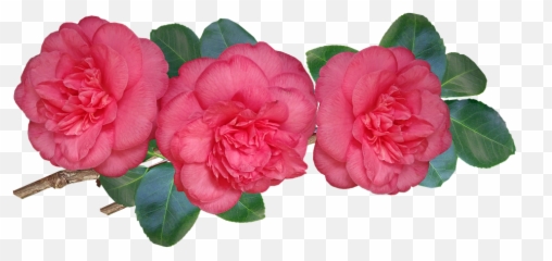 Camellias Flowers Stem - Transparent Emoji