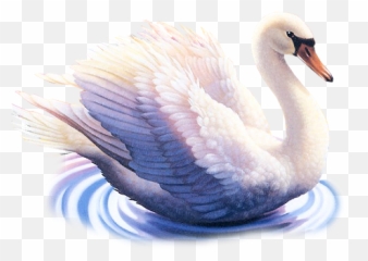 Photo From Album - Hans Bird Image Png Emoji,Swan Emoji