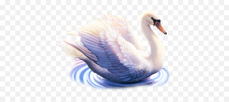 Photo From Album - Hans Bird Image Png Emoji,Swan Emoji