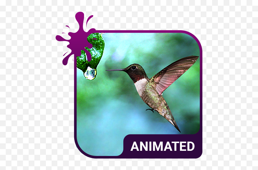 Colibri Animated Keyboard Live Wallpaper - Tornado Animated Emoji,Hummingbird Emoji