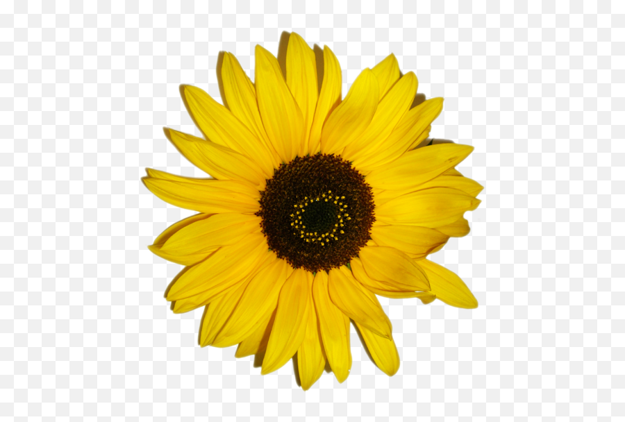 Sunflower Emoji - Paper Sunflower Hd Png Download Sunflower Flower Clip Art,Sunflower Emoji