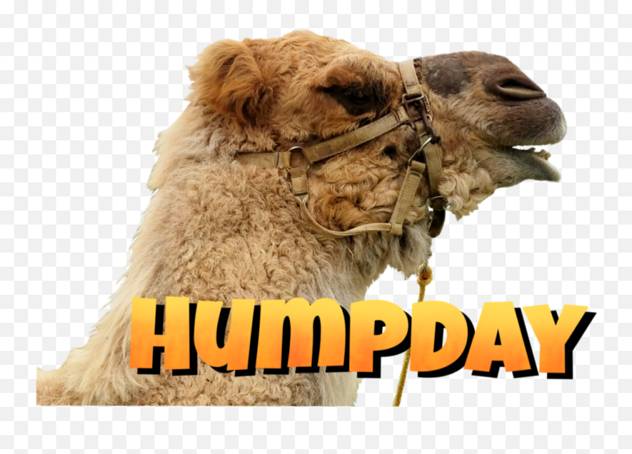 Wednesday Humpday Humor Camel - Arabian Camel Emoji,Hump Day Emoji