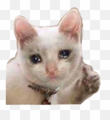 sad cat meme mood sniffles Sticker by camryn - Teacher Hypes Up Class Party All Year Emoji