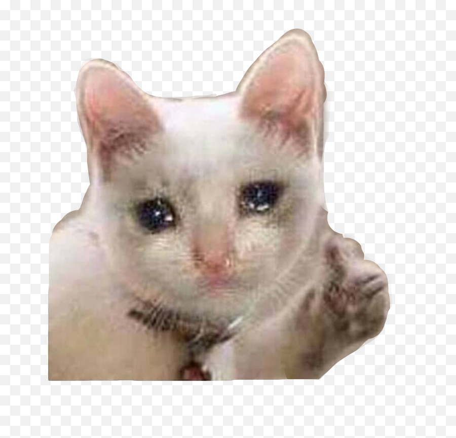 Sad Cat Meme Mood Sniffles Sticker By Camryn - Teacher Hypes Up Class Party All Year Emoji,Sad Cat Emoji