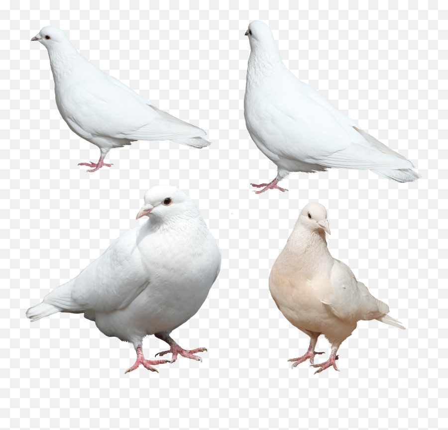 Download White Pigeons Png Image Hq Png - Dove Bird Sitting Png Emoji,Dove Emoji Keyboard