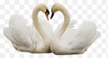 Swan Swans Bird Birds Terrieasterly - Tundra Swan Emoji,Swan Emoji