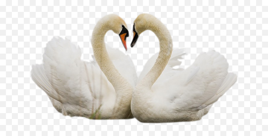 Swan Swans Bird Birds Terrieasterly - Tundra Swan Emoji,Swan Emoji