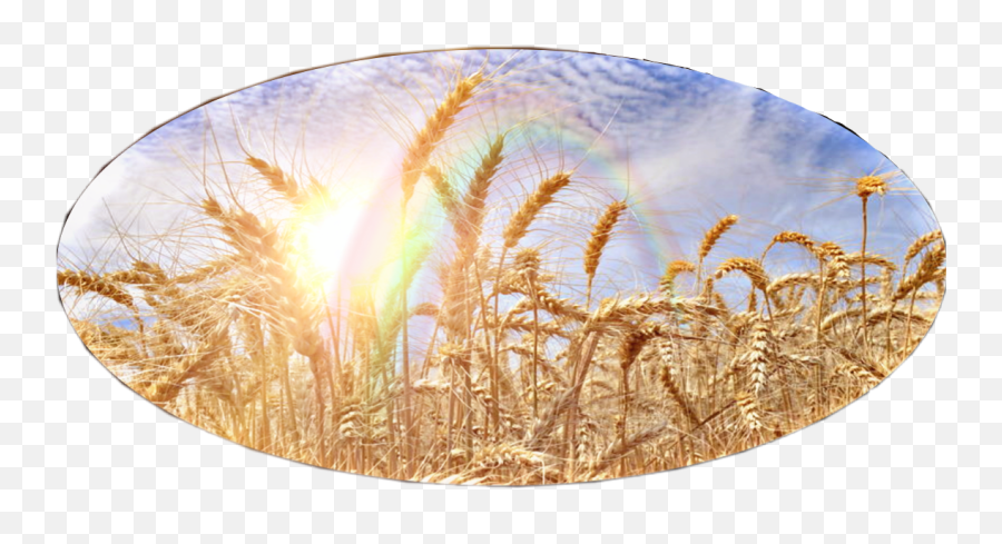 Wheat Sunny Lensflare Rainbow Bluesky - Emmer Emoji,Wheat Emoji