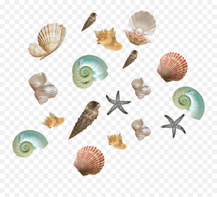 Seashell Seashells Beach Aesthetic - Cockle Emoji,Seashell Emoji