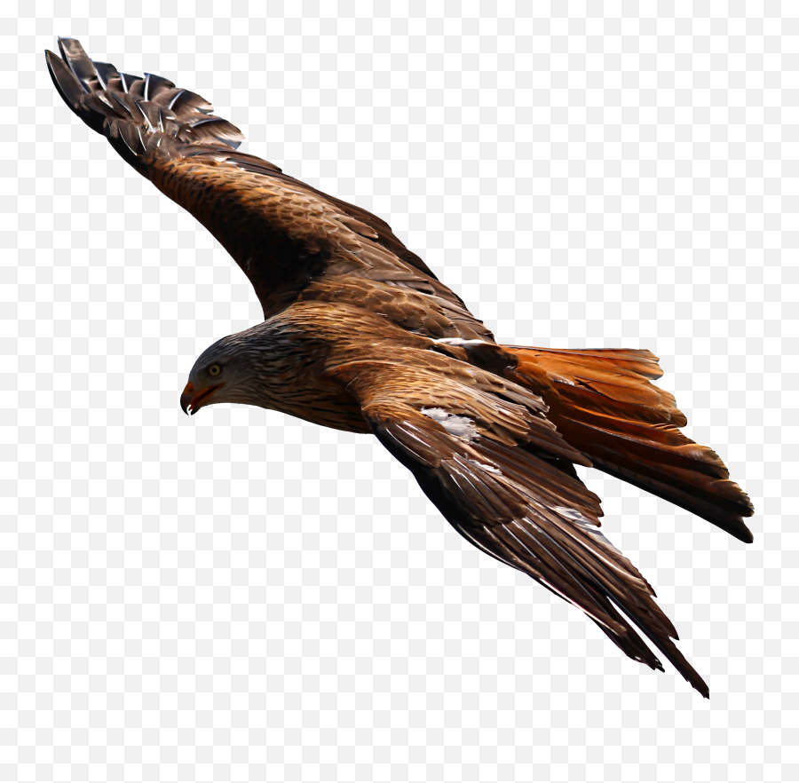 Flying Eagle Vector File Image - Flying Eagle Transparent Png Emoji,Emoji Symbols