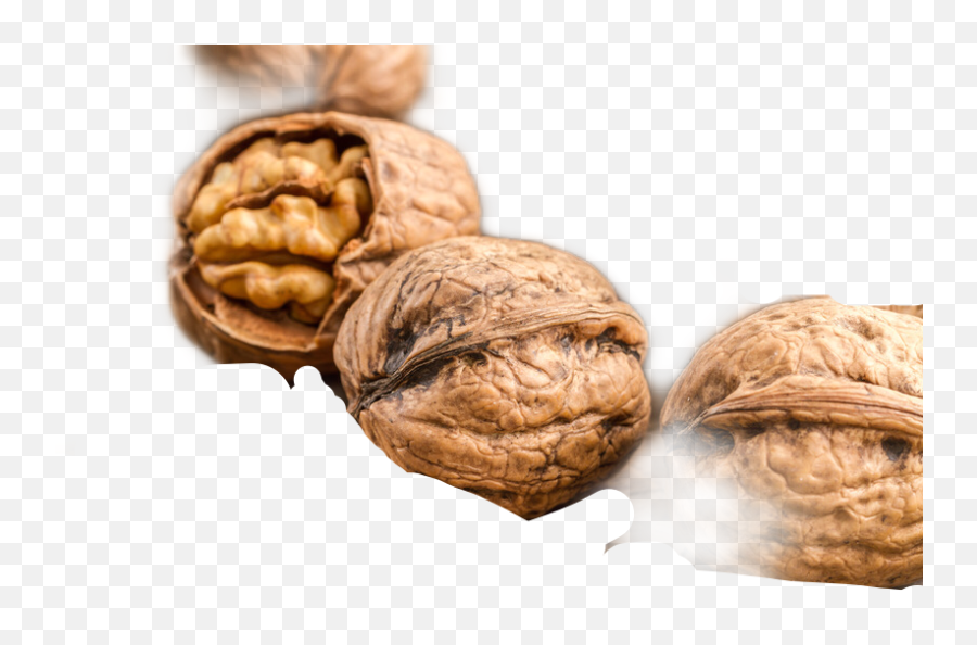 The Newest Walnut Stickers - Ukraine Walnut Emoji,Walnut Emoji