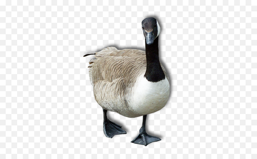 Png Goose Transparent Goose - Goose Transparent Background Emoji,Goose Emoji