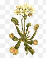 Plant Clipart Venus Fly Trap - Charles Darwin Drawings Emoji