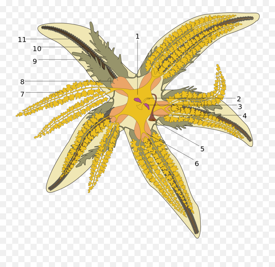 Starfish - Asterias Rubens Emoji,Deep Fried Thinking Emoji