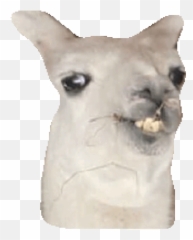 Alpaca Transparent Gif Picture - Llama Gif Transparent Emoji,Alpaca Emoji