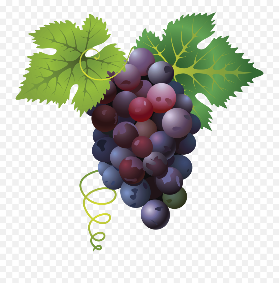 Grape Png Free Images Only Image X - Transparent Grape Png Emoji,Grape Emoji Png