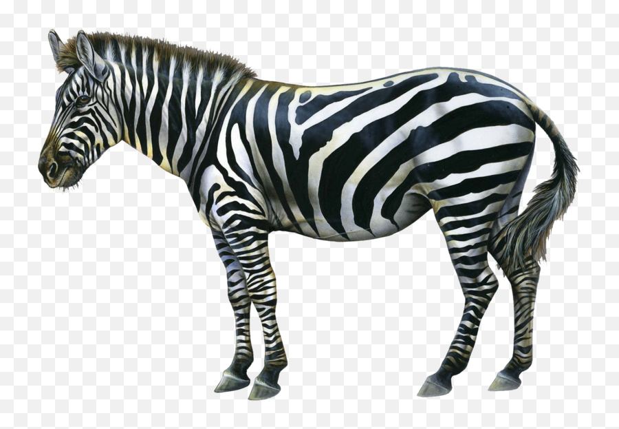 Zebra Png Hd Transparent Zebra Hd - Change In The Wind Wisdom Emoji,Zebra Emoji