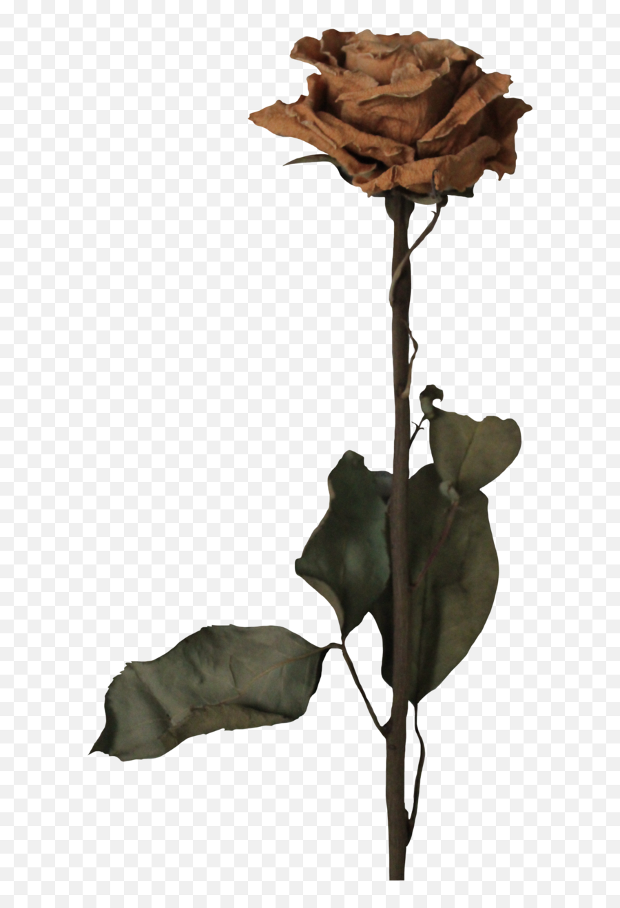 Dead Rose Png Picture - Dead Rose No Background Emoji,Dead Flower Emoji