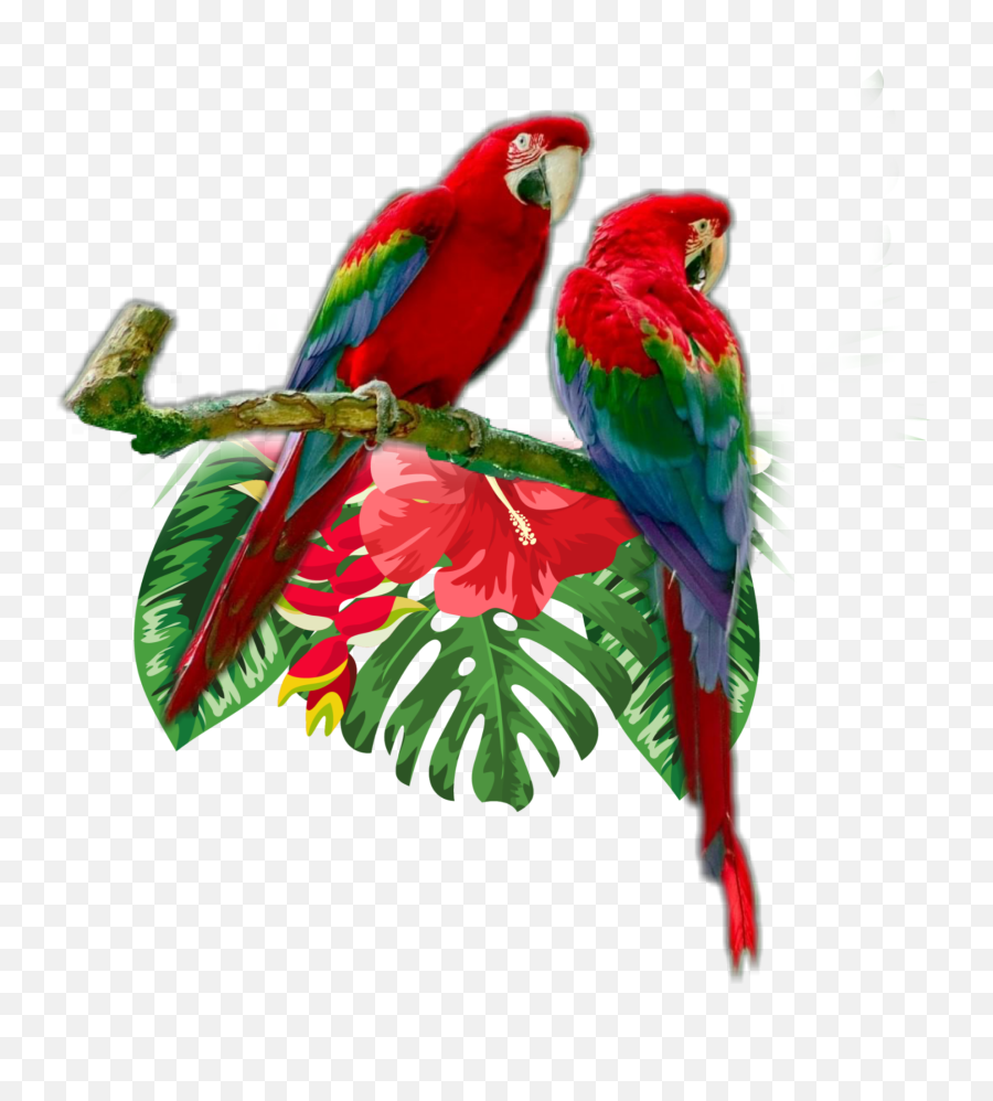 Parrot Sticker By Paulapicadocast - Picsart Background Emoji,Parrot Emoji