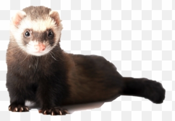Edit - Ferret Lifespan Emoji,Weasel Emoji
