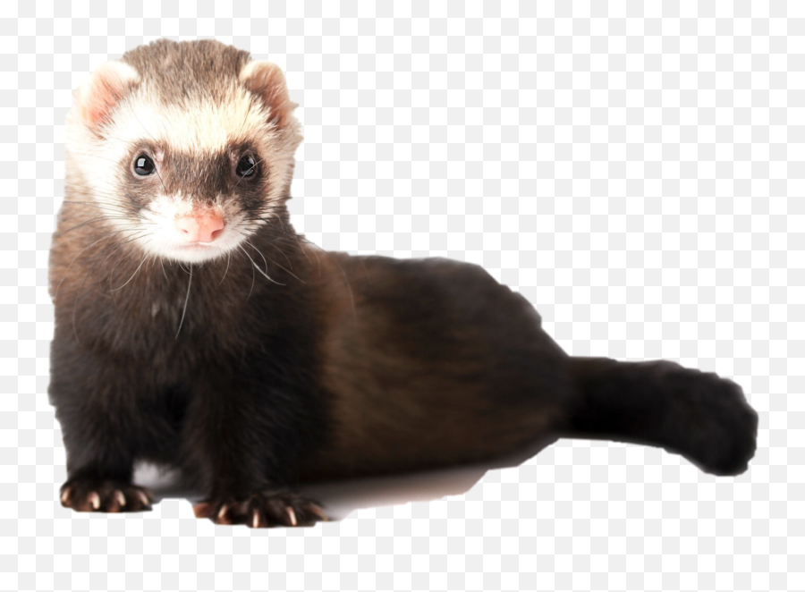 Edit - Ferret Lifespan Emoji,Weasel Emoji