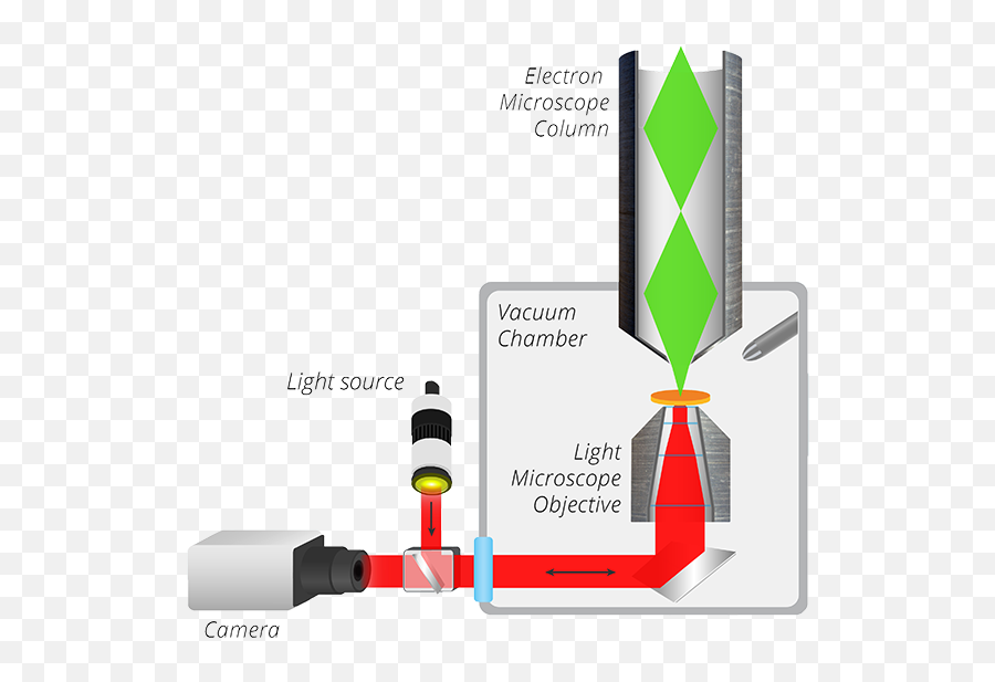 Secom Correlative Light And Electron Microscopy Delmic - Vacuum System In Electron Microscope Emoji,Microscope And Rat Emoji