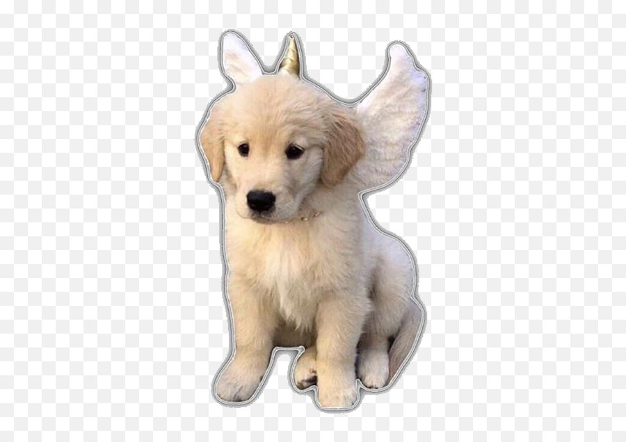 Largest Collection Of Free - Toedit Dogs Stickers Golden Retriever Puppy Unicorn Emoji,Jiffpom Emoji