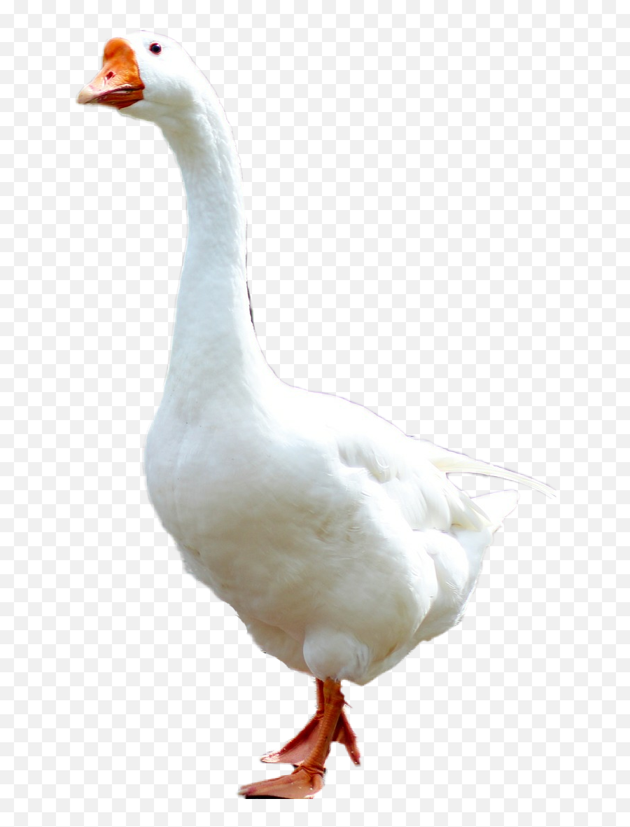 Goose - Animal Sticker Picsart Emoji,Goose Emoji