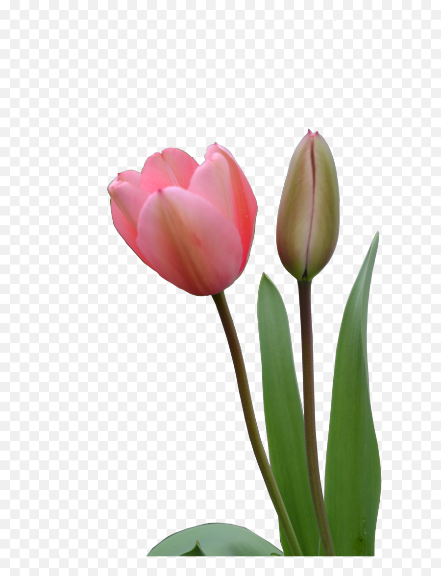 Download Free Png Pink Tulip Cut Out Png Stock - Tulip Bud Png Emoji,Tulip Emoji