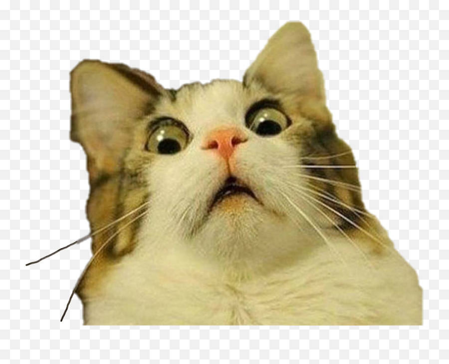 Cat Freetoedit - Cat Meme Transparent Background Emoji,Shocked Cat Emoji