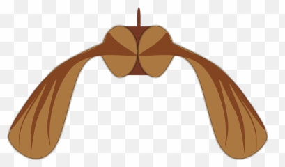 Free Maple Seeds Maple Images - Sycamore Clip Art Emoji,Bean Sprout Emoji
