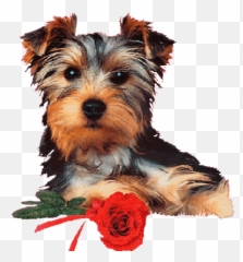 Pet The Dog Stickers For Android Ios - Happy Birthday With Yorkies Emoji,Barking Dog Emoji