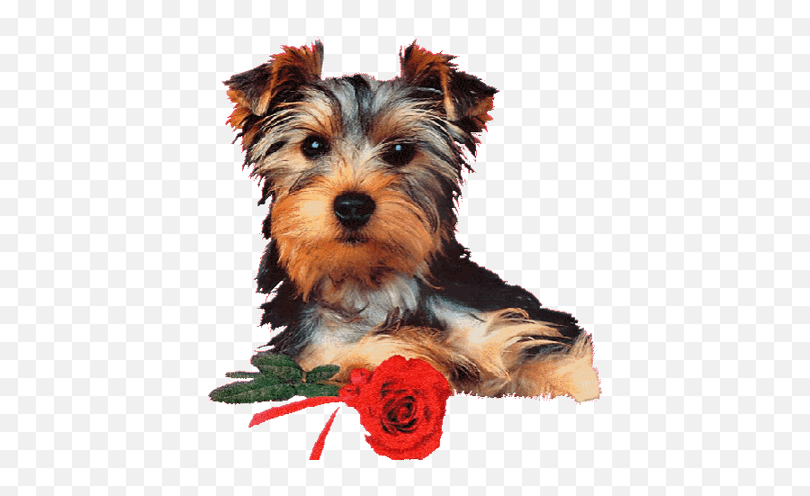 Pet The Dog Stickers For Android Ios - Happy Birthday With Yorkies Emoji,Barking Dog Emoji