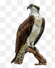 Hawk Accipiter Eagle Eagles Hawks Bird Birds Ftesticker - Predator Of Florida Emoji