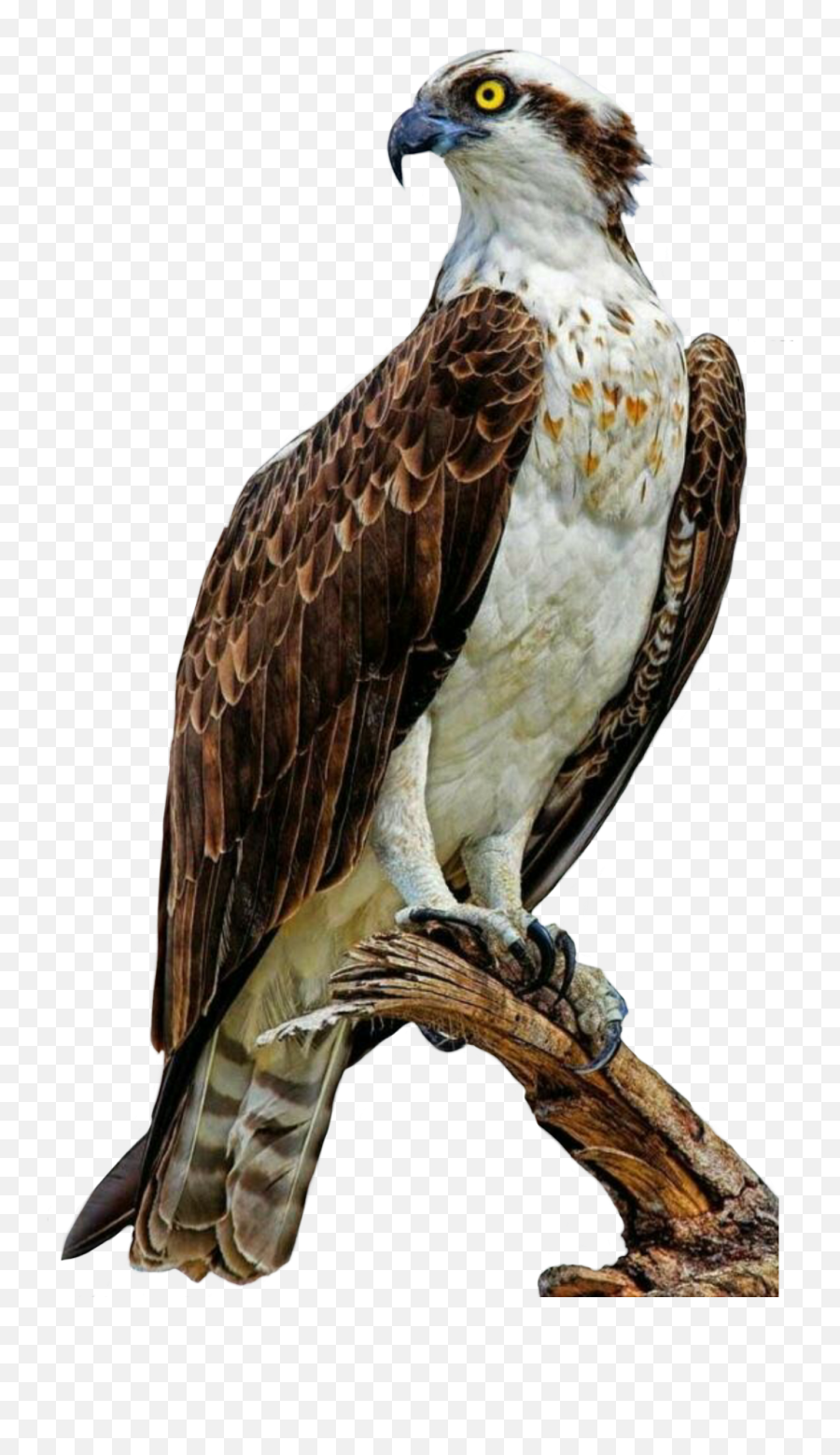 Hawk Accipiter Eagle Eagles Hawks Bird Birds Ftesticker - Predator Birds Of Florida Emoji,Hawk Emoji