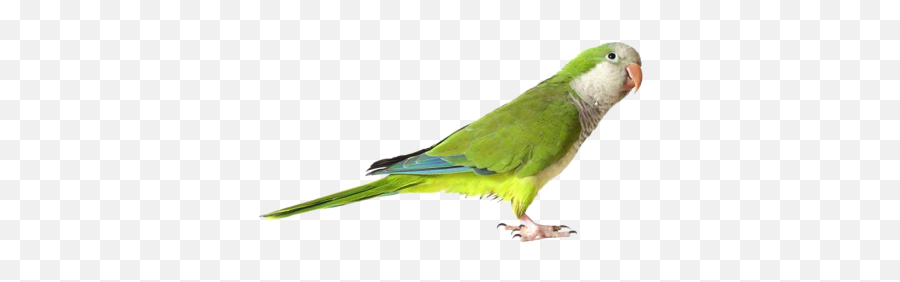 Green Cute Parrot Transparent - 16815 Transparentpng Parrot Images With White Background Emoji,Parrot Emoji