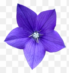 Tumblr Flower Png Transparent Free For - Blue Violet Drawing Emoji
