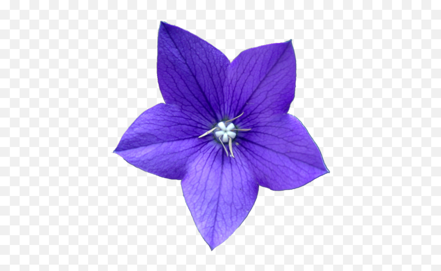 Tumblr Flower Png Tumblr Flower Png Transparent Free For - Blue Violet Flower Drawing Emoji,Purple Flower Emoji