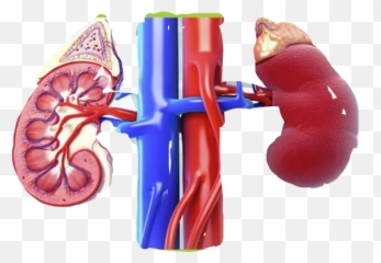 Sticker - Roundworm Meaning In Tamil Emoji,Kidney Emoji