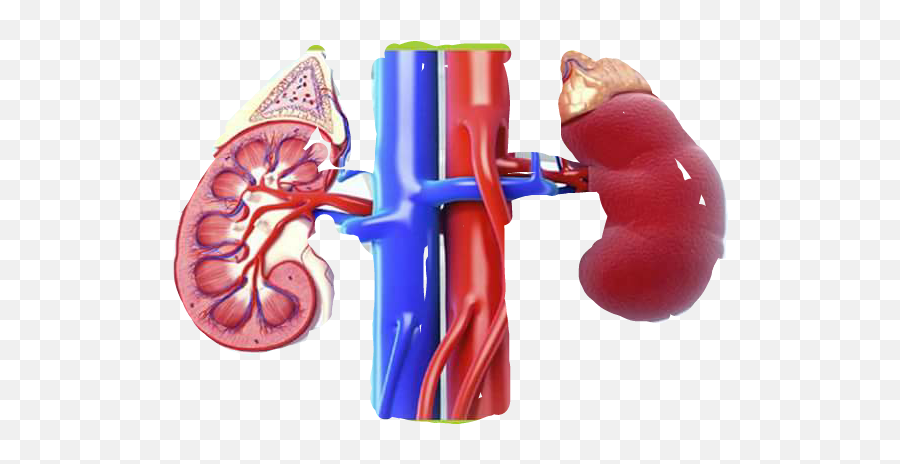 Sticker - Roundworm Meaning In Tamil Emoji,Kidney Emoji