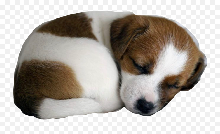 Largest Collection Of Free - Toedit Dogs Stickers Baby Jack Russell Puppy Emoji,Jiffpom Emoji
