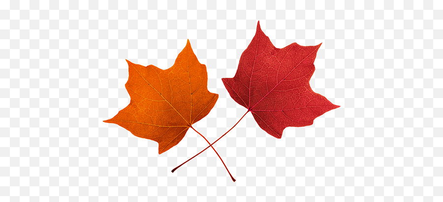 Fall Leaves Clip Art Beautiful Autumn - Two Fall Leaves Clipart Emoji,Autumn Leaves Emoji