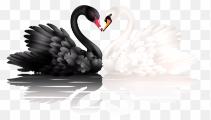 White And Black Swans With Heart Shape Clipart 0 Image - White And Black Swan Emoji,Swan Emoji