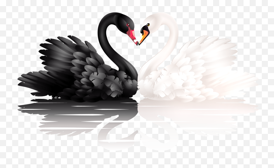 White And Black Swans With Heart Shape Clipart 0 Image - White And Black Swan Emoji,Swan Emoji