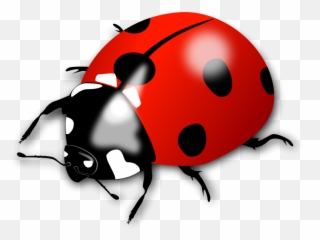 Insect - Clipart Lady Bird Emoji,Zzz Ant Ladybug Ant Emoji