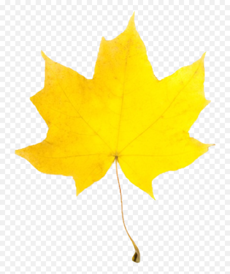 Leaf Red Redleaves Leaves Fall - Maple Leaf Emoji,Autumn Leaves Emoji