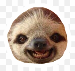 Suricate Lunette Icon - Dibujo De Suricata Animada Png Emoji,Meerkat ...