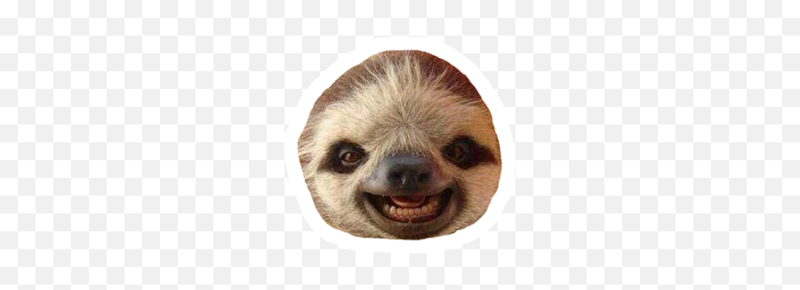Sloths - Sloths With Their Mouth Open Emoji,Meerkat Emoji
